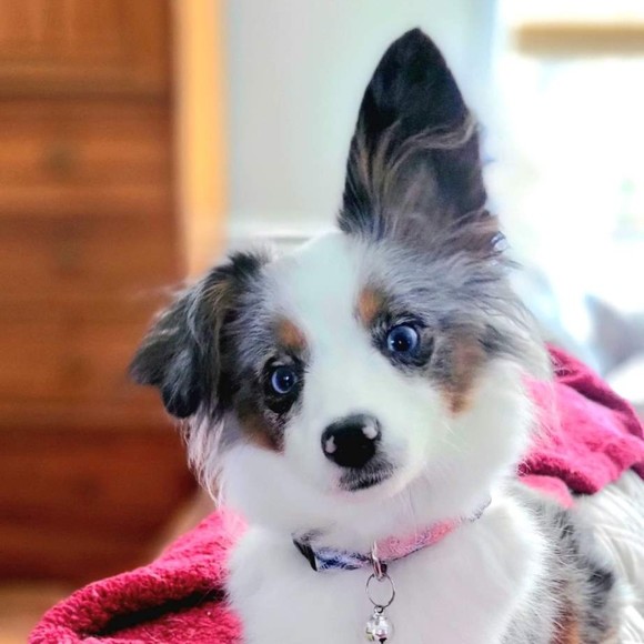 Meet your Posher, Willameenablue - Picture 4 of 9